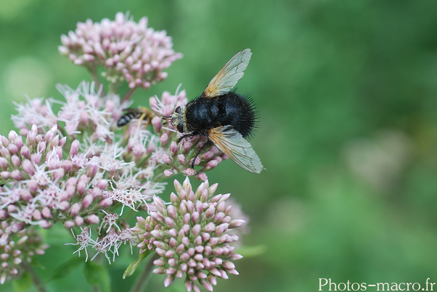 Tachina grossa